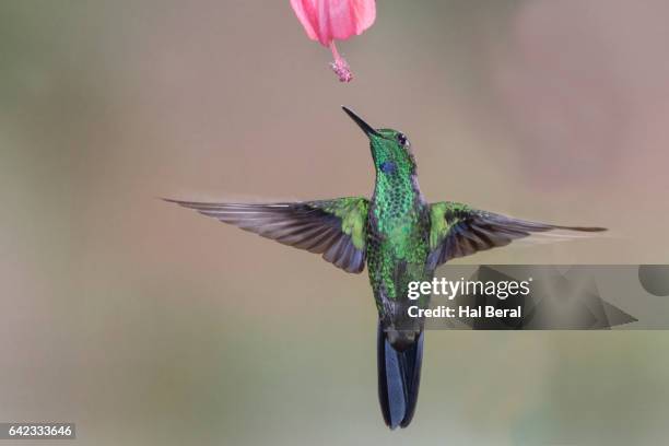 green-crowned brilliant hummingbird male flying - green crowned brilliant hummingbird stock pictures, royalty-free photos & images