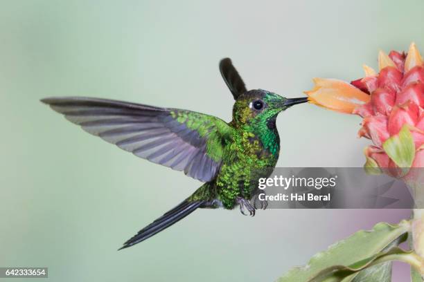 green-crowned brilliant hummingbird male feeding - green crowned brilliant hummingbird stock pictures, royalty-free photos & images