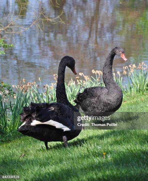 black swans near a pond - vitre stock-fotos und bilder