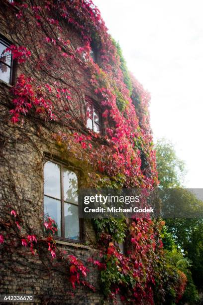 beautiful red and green ivy growing on the side of an old building - the famous university town of cambridge stock pictures, royalty-free photos & images