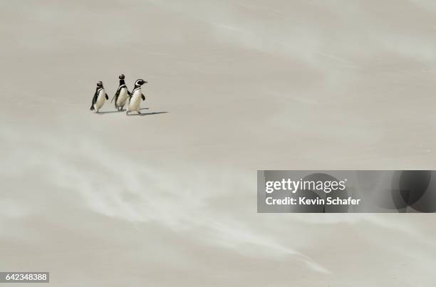 magellanic penguins on windy sand beach, falkland islands - magellan penguin stock pictures, royalty-free photos & images