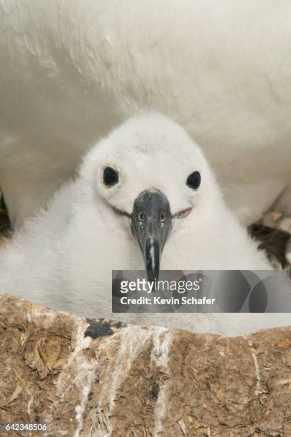 black-browed albatross chick on nest, falkland islands - albatros - fotografias e filmes do acervo