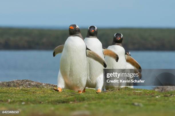 gentoo penguins, marching to colony, falkland islands - small group of animals stock pictures, royalty-free photos & images