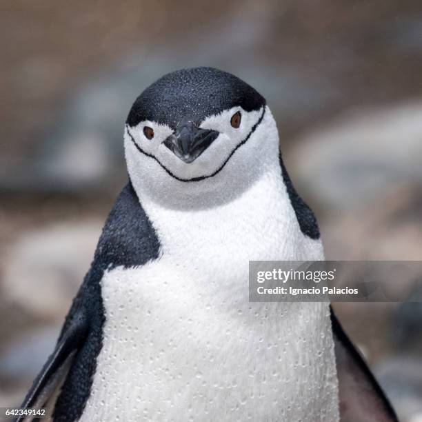 chinstrap penguin, half moon, antarctica - pinguim da antártica - fotografias e filmes do acervo