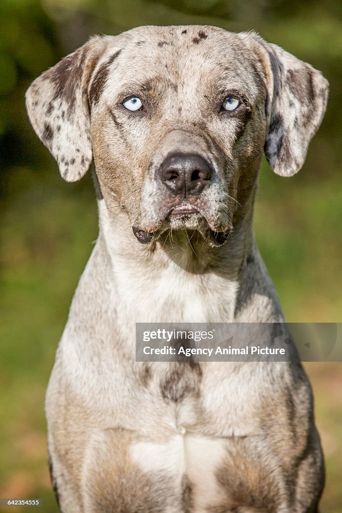 Female Catahoula Catahoula Dog Size 2025