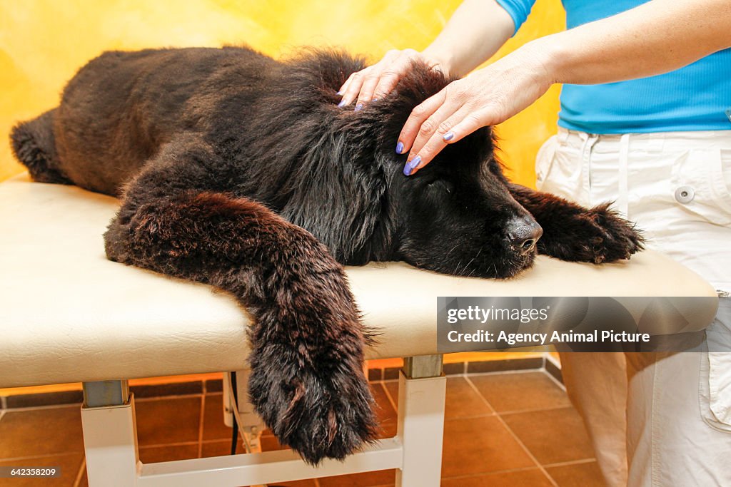 Canine physical therapy