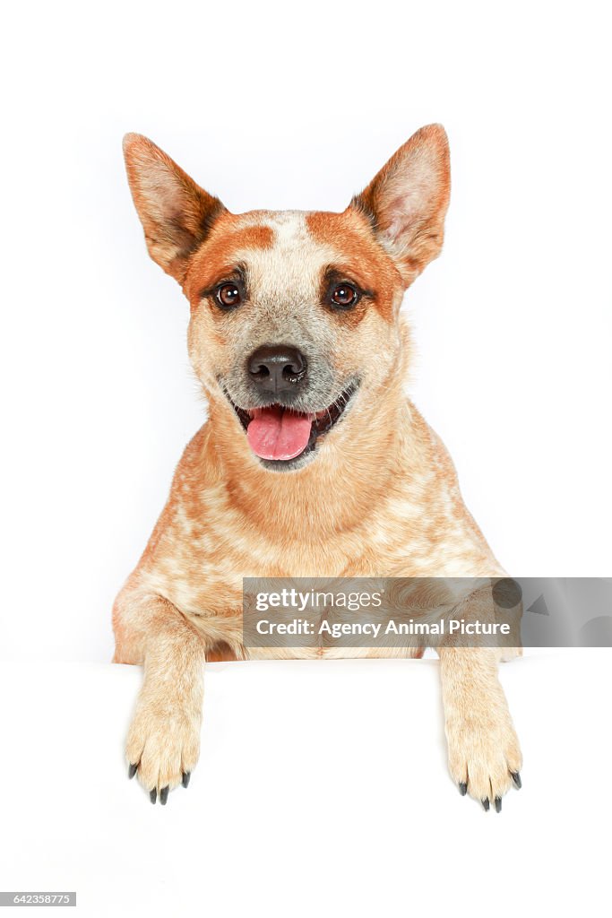 Acd About Australian Cattle Dog Acd Australian Cattle Dog Sitting