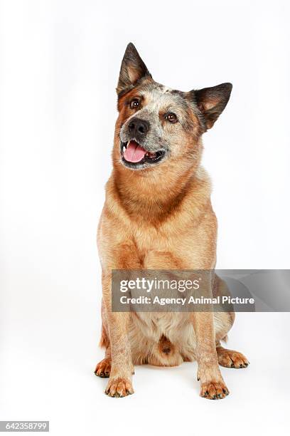 australian cattle dog (acd) - australian cattle dog imagens e fotografias de stock