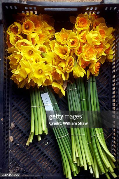 Cormish Daffodils