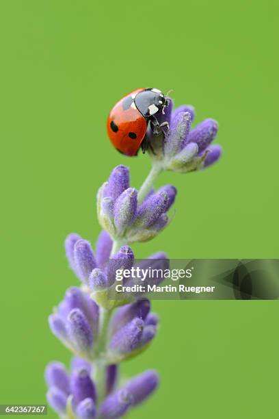 seven spot ladybird on lavender. - käfer stock-fotos und bilder