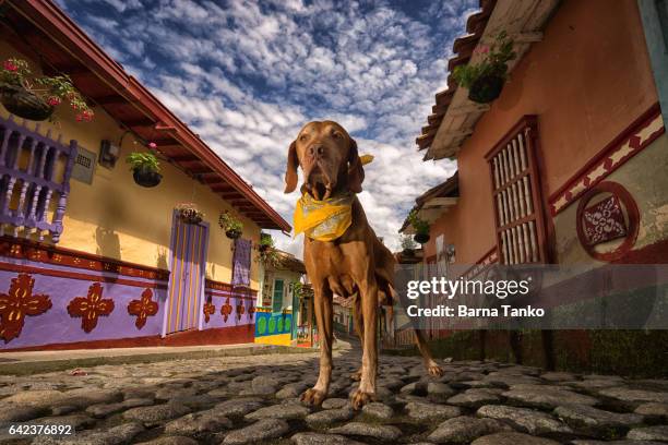 golden vizsla dog in colombia - guatape stock-fotos und bilder