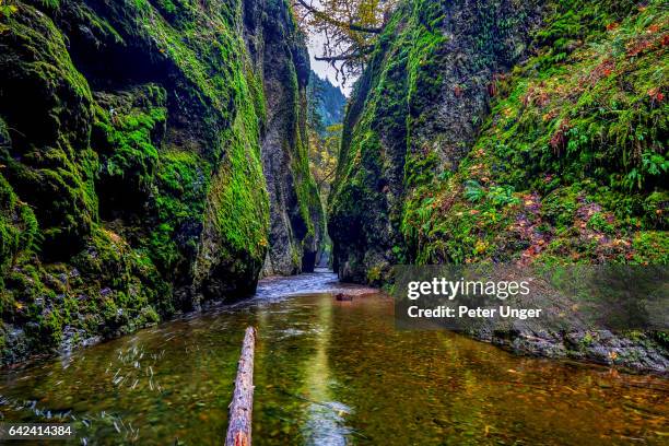 historic columbia river highway,oregon,usa - oneonta gorge bildbanksfoton och bilder