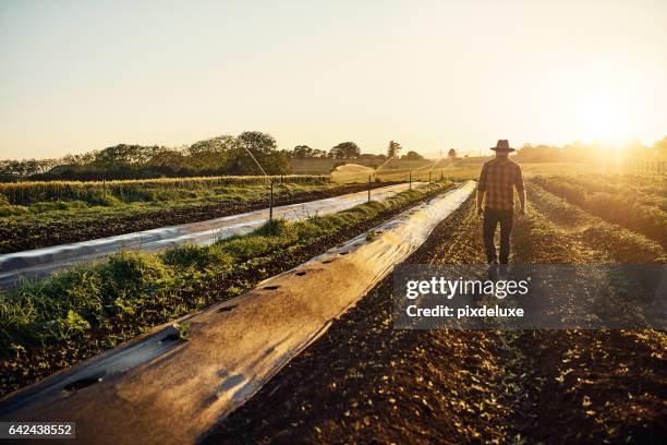 feeding the world one seedling at a time - rustic imagens e fotografias de stock