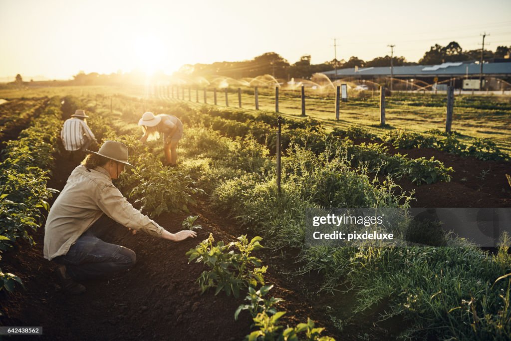 Every seedling has a story