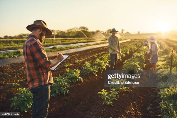 ele é o perfeccionista da equipe - agricultural occupation - fotografias e filmes do acervo