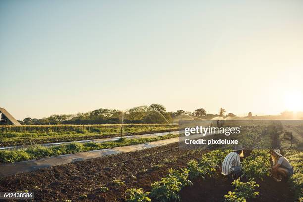 穏やかな、ファームを維持します。 - organic farm ストックフォトと画像