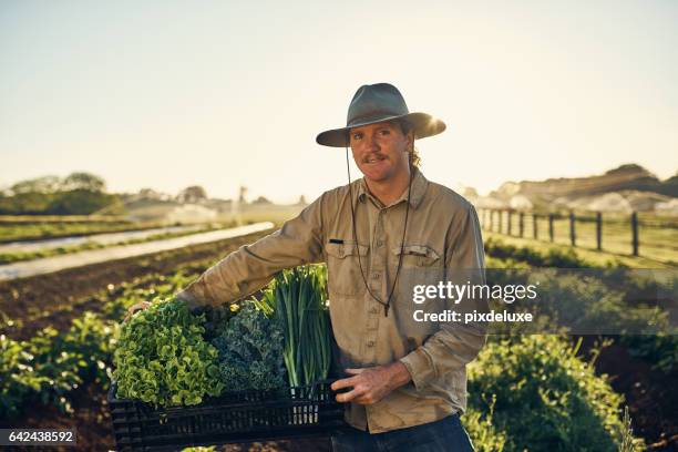 het krijgen niet verser dan dit - australian farmer stockfoto's en -beelden