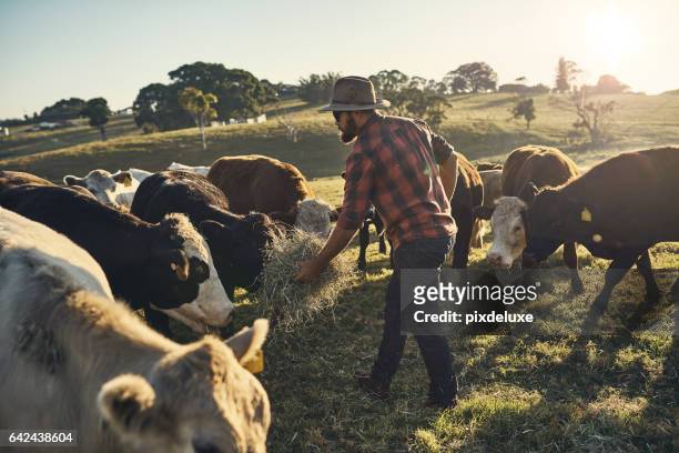 here, boy - grazing stock pictures, royalty-free photos & images