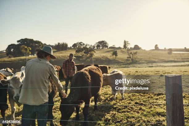 bons agriculteurs faire connaissance avec leurs troupeaux - rancher photos et images de collection