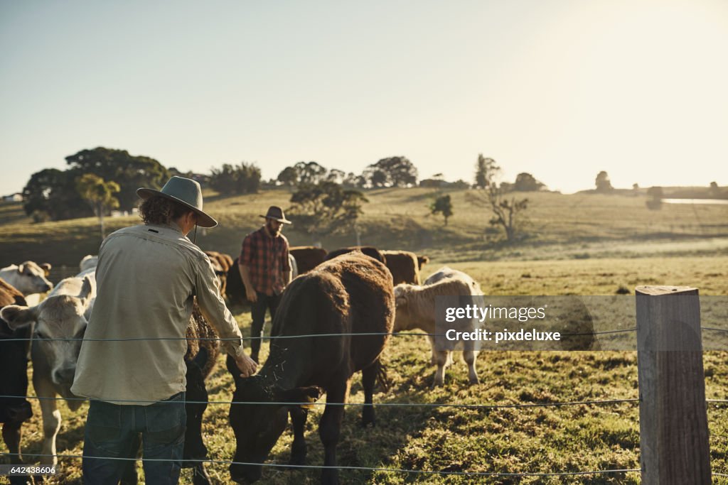 Goed boeren krijgen om te weten hun veestapel