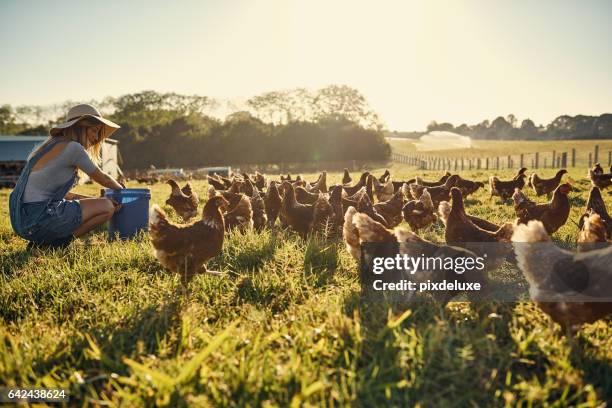 la vinculación con su rebaño - gallina fotografías e imágenes de stock