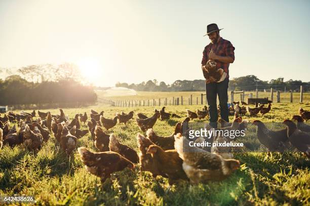 sus gallinas confían en él implícitamente - animales granja fotografías e imágenes de stock