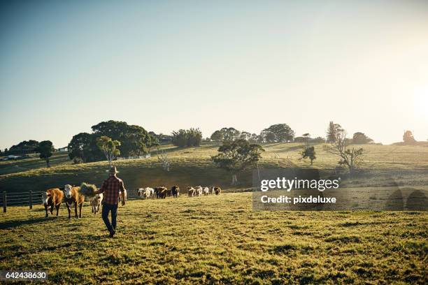 kom och hämta den! - australien bildbanksfoton och bilder