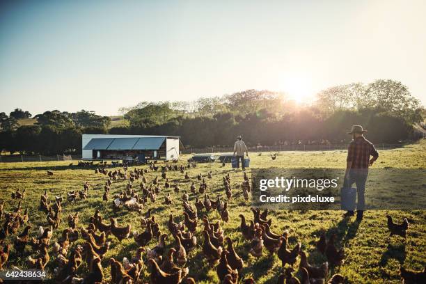 élevage de poulets est la seule façon d’aller - poulet volaille domestique photos et images de collection