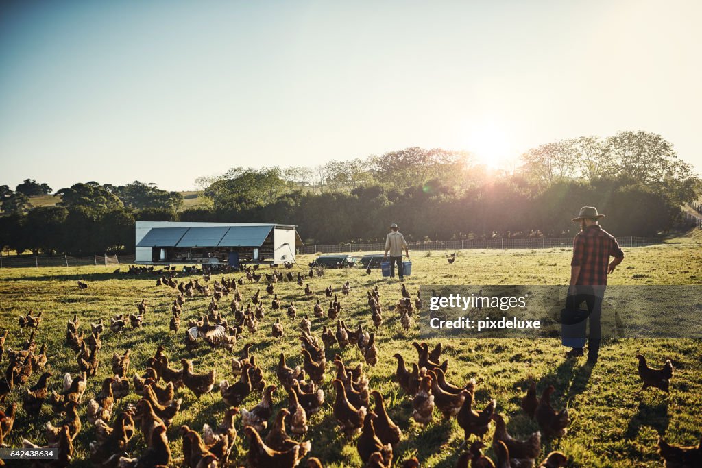 Free range farming is the only way to go