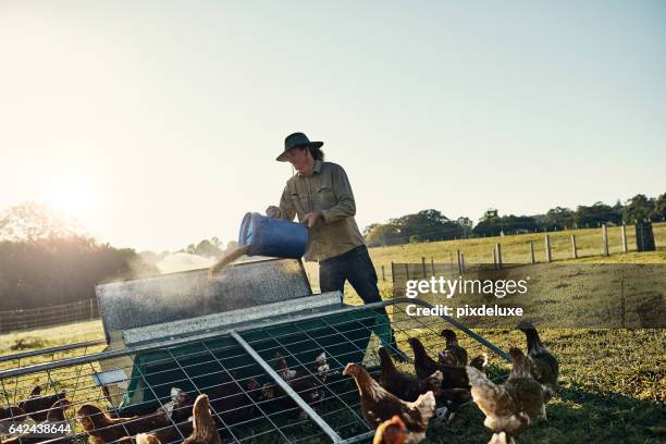 reservierungen für das abendessen haben sie bei der coop - chicken coop stock-fotos und bilder