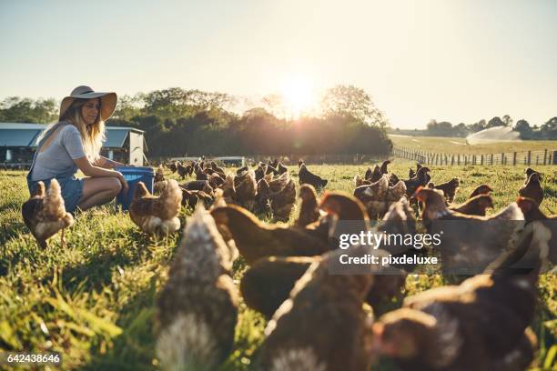 gezonde kippen zijn gelukkige kippen - australia women stockfoto's en -beelden