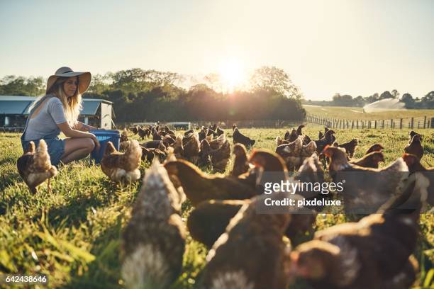 healthy hens are happy hens - livestock stock pictures, royalty-free photos & images