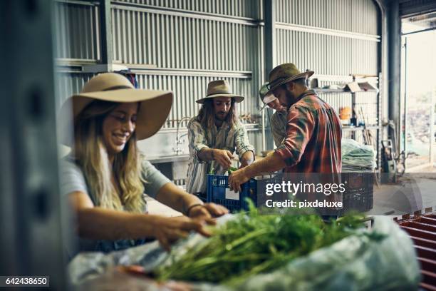 ze hebben een grote oogst gehad tot nu toe - australian farmer stockfoto's en -beelden