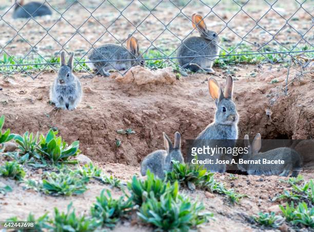 group of rabbits going out of his burrow close to a metallic fence, considered as plague. ( species oryctolagus cuniculus.) - rabbit burrow stock pictures, royalty-free photos & images