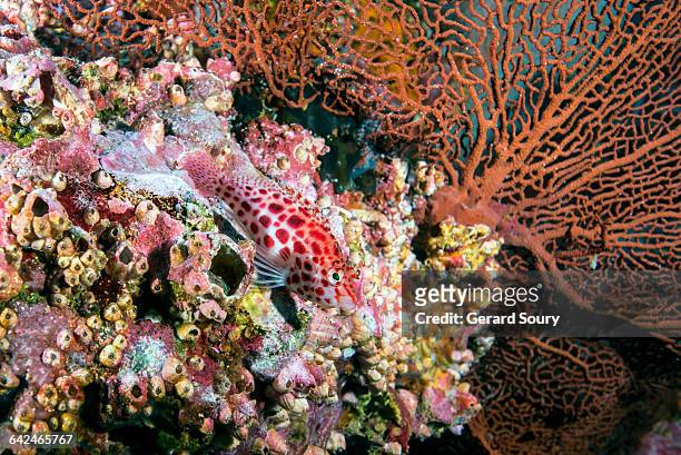 coral hawkfish sitting on a coral reef - wildlife colombia stock-fotos und bilder
