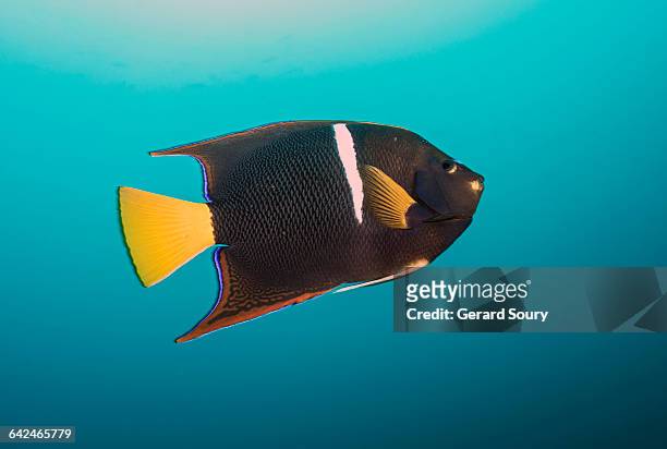 king angelfish swimming in open water - kaiserfisch stock-fotos und bilder