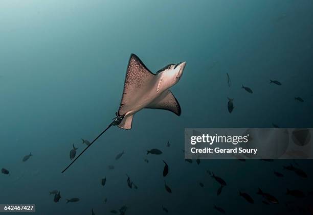 spotted eagle ray swimming in open water - 斑點鷹魟 個照片及圖片檔