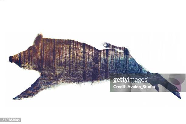 wild board double exposure - wild boar stock pictures, royalty-free photos & images