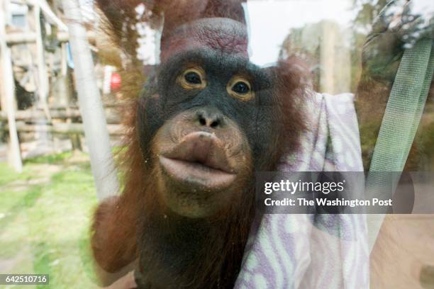 Leela, an 11 year-old female Orangutan, puckers her lips up against the glass in her enclosure in the Primates exhibit t the Toledo Zoo on Monday,...