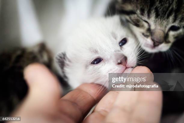 two baby kittens - mjrodafotografia stock pictures, royalty-free photos & images