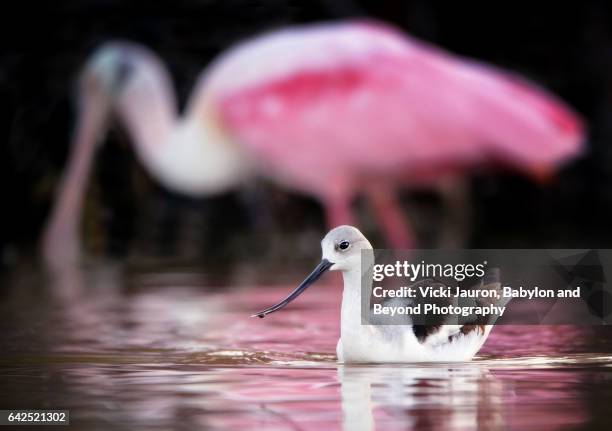 avocet (recurvirostra) in the pink reflection of a roseate spoonbill - estero stock pictures, royalty-free photos & images