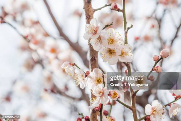 white plum blossom - 梅の花 stock-fotos und bilder