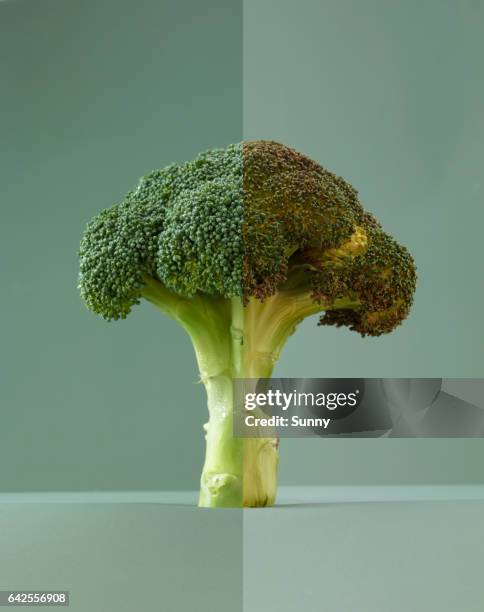 split screen image showing fresh stalk of broccoli paired with wilting stalk. - split screen ストックフォトと画像