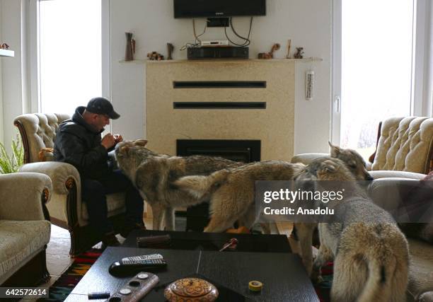 Fadil Ismaili feeds wolfs with sausages in Sar Mountain, Tetovo, Macedonia on February 14, 2017. Fadil Ismaili who has a strong liking for wolves...