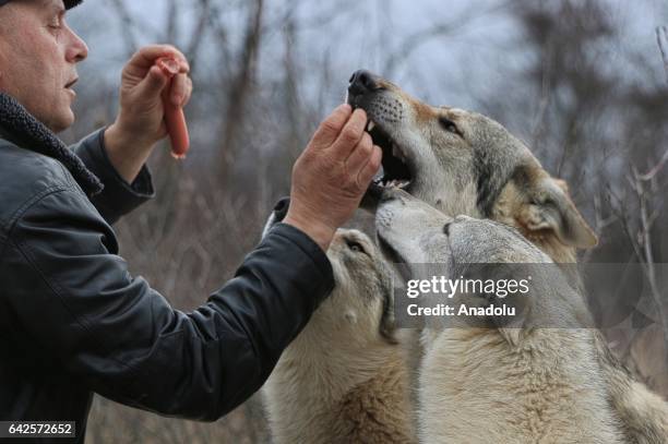 Fadil Ismaili feeds wolfs with sausages in Sar Mountain, Tetovo, Macedonia on February 14, 2017. Fadil Ismaili who has a strong liking for wolves...