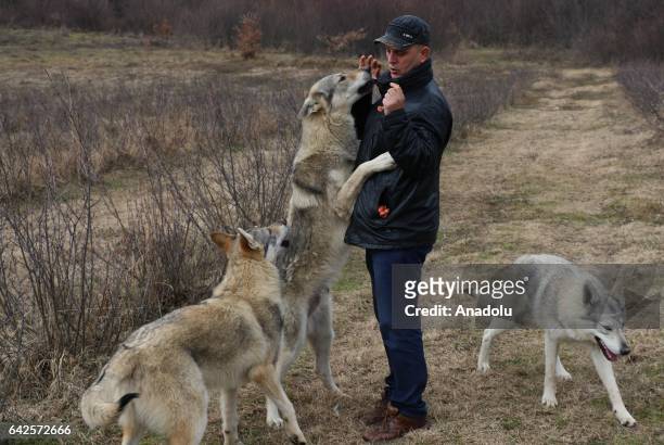 Fadil Ismaili plays with wolves in Sar Mountain, Tetovo, Macedonia on February 14, 2017. Fadil Ismaili who has a strong liking for wolves since his...