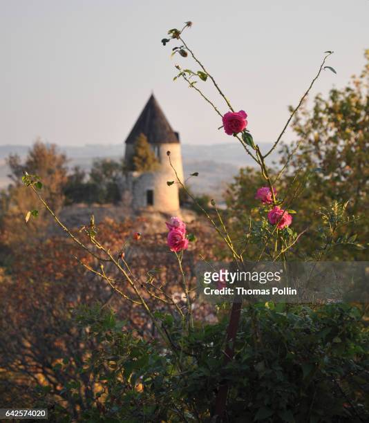 rosebush and old windmill in the south of france - rosa eglanteria stock pictures, royalty-free photos & images