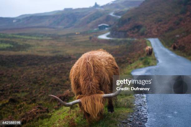 elgol, isle of skye, scotland - écosse stock pictures, royalty-free photos & images