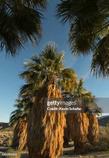 california fan palms, anza borrego desert, california - california fan palm tree stock pictures, royalty-free photos & images