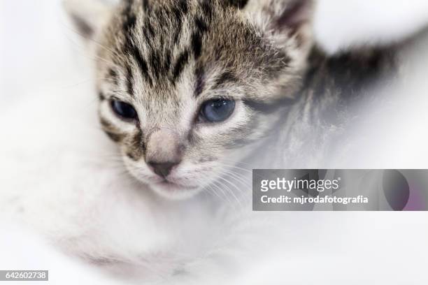 lovely kitten - mjrodafotografia stock pictures, royalty-free photos & images